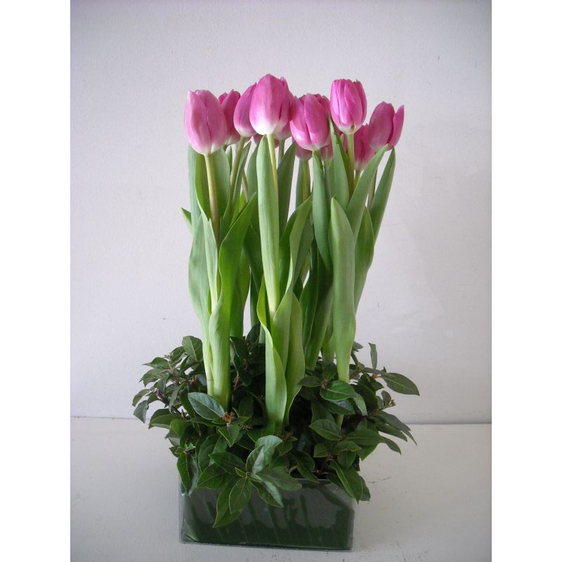 10 TULIPANES