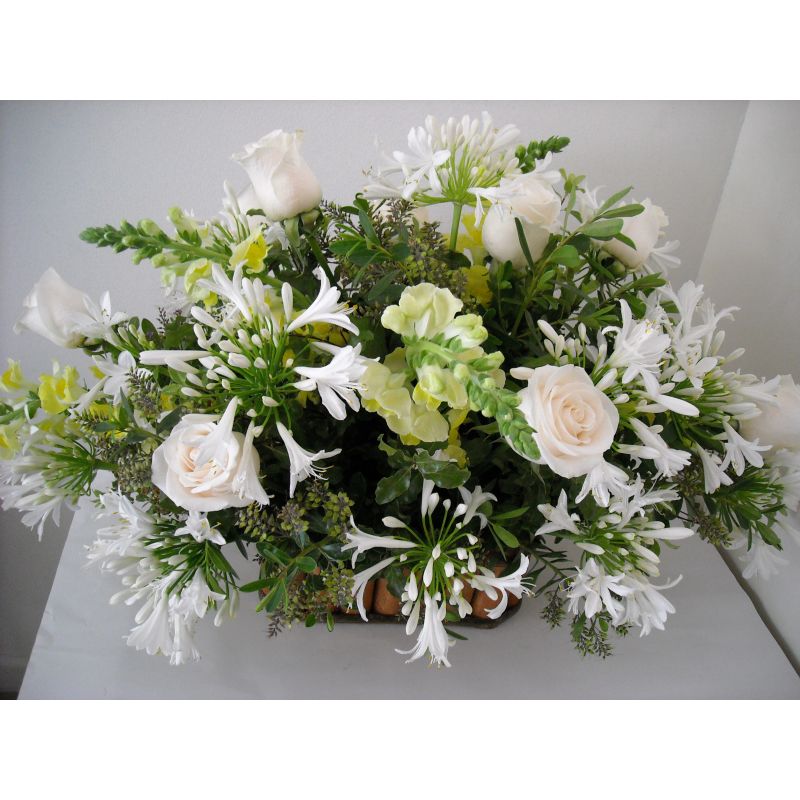 ROSAS PERROS FOLLAJE AGAPHANTOS