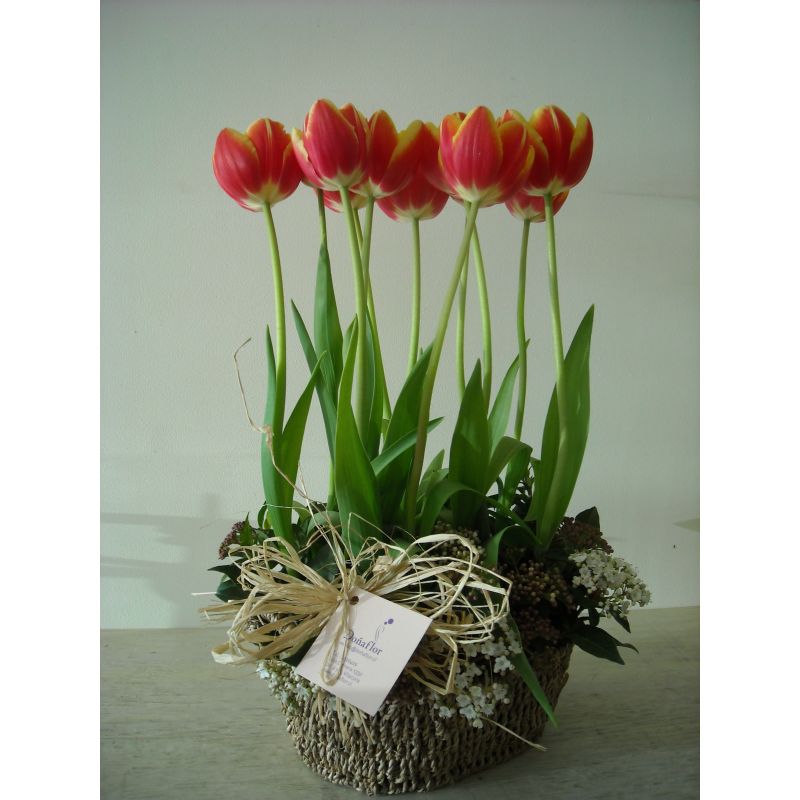 10 TULIPANES FOLLAJE MABLE