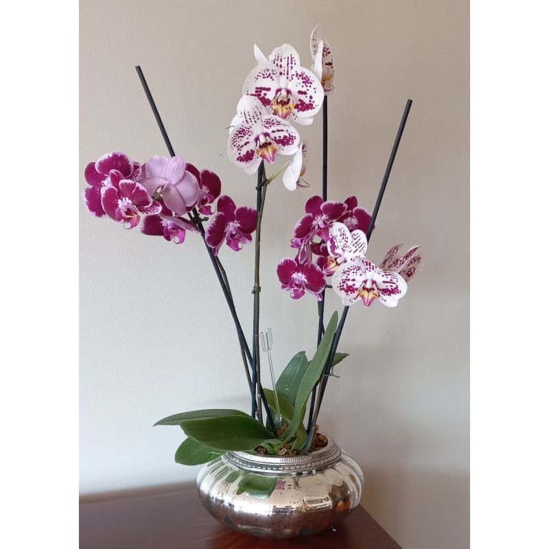 2 PLANTAS DE ORQUIDEAS EN BASE DE PELTRE