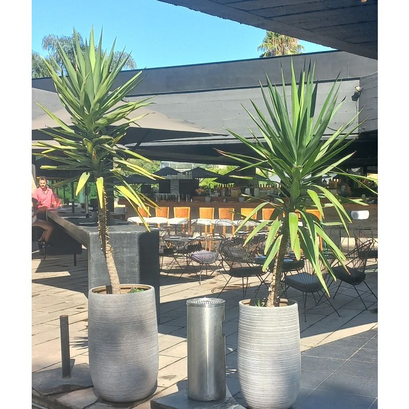 MACETERO ALTO CON YUCA GRANDE