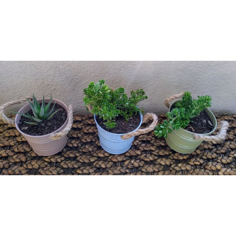 SUCULENTA EN  BALDE PINTADO