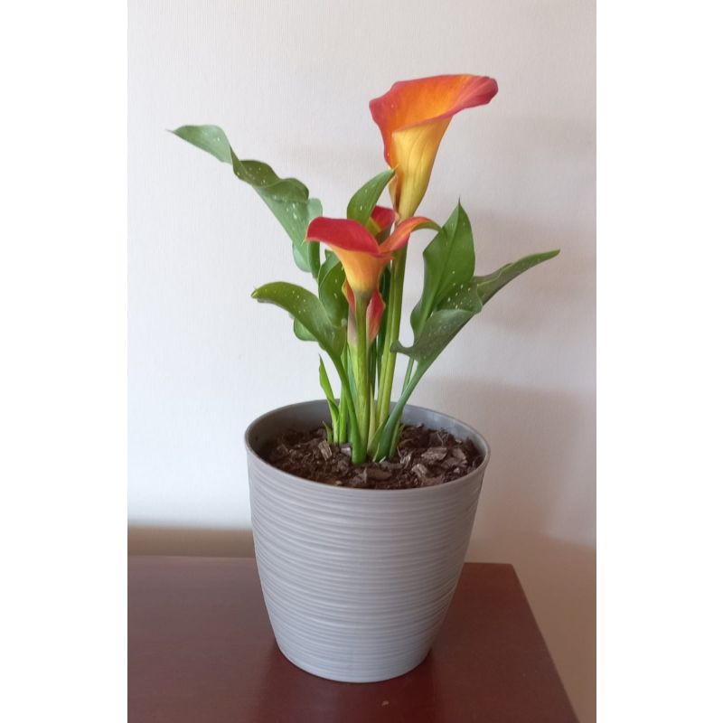 planta de cala de color