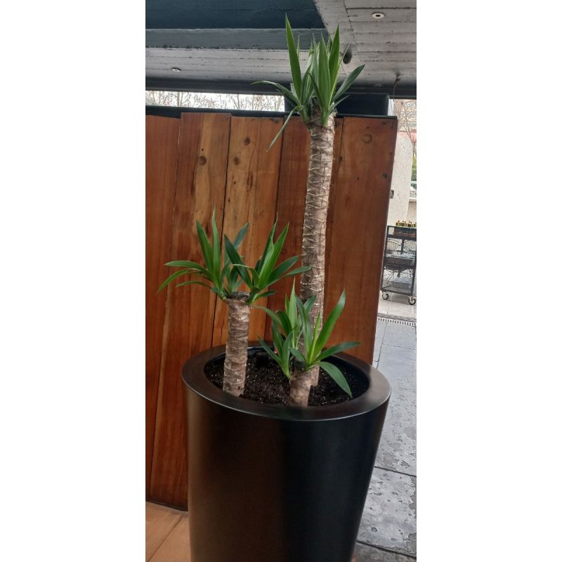 3 YUCAS diferentes tamaño 