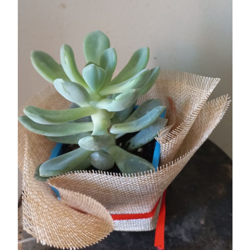 SUCULENTA PEQUEÑA ENVUELTA EN ARPILLERA CON CINTA ROJA