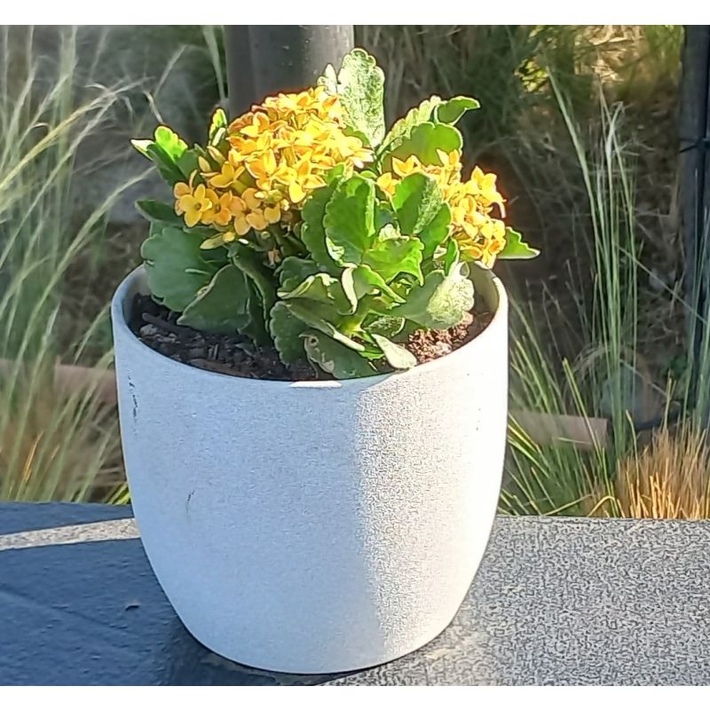 PLANTA KALANCHOE EN MACETERO