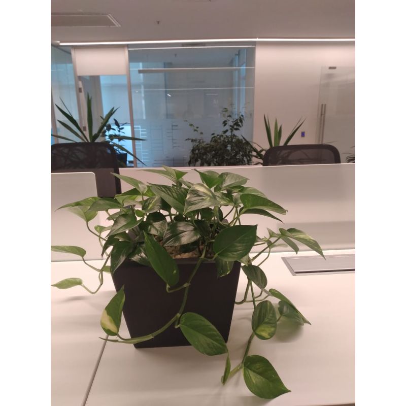 PLANTA EN MACETERO AUTOREGANTE