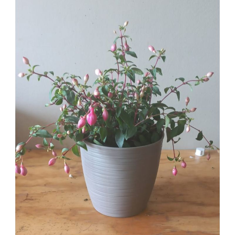 BAILARINA EN MACETERO