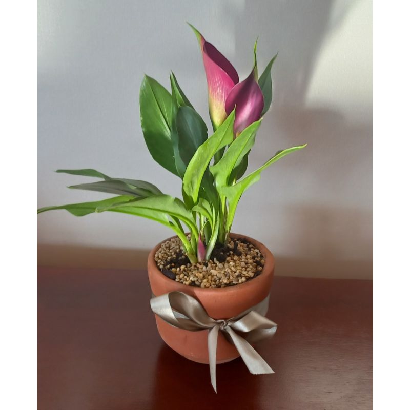 PLANTA DE CALA DE COLOR EN  MACETERO DE GREDA