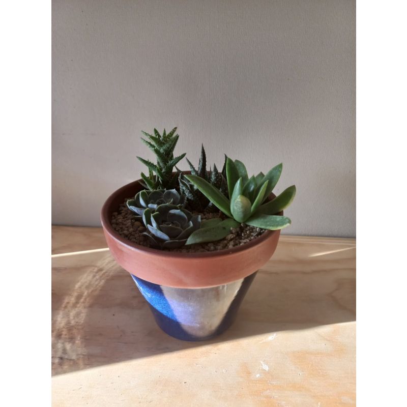 MACETERO CON 3 SUCULENTAS MEDIANAS