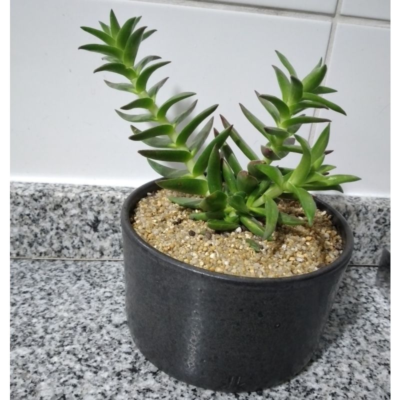 SUCULENTAS  GRANDE EN MACETERO DE GREDA 2